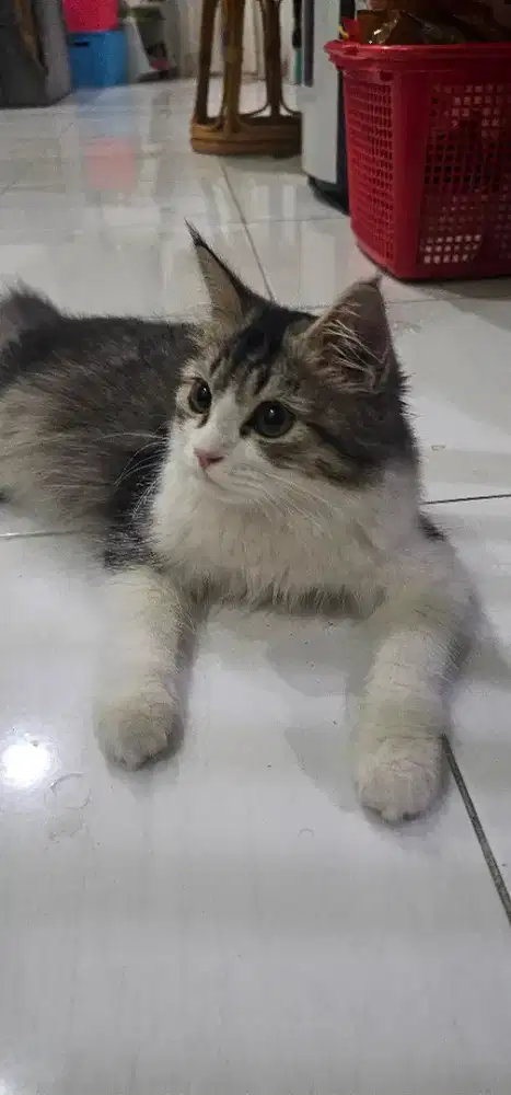 Open adopt kucing lucu