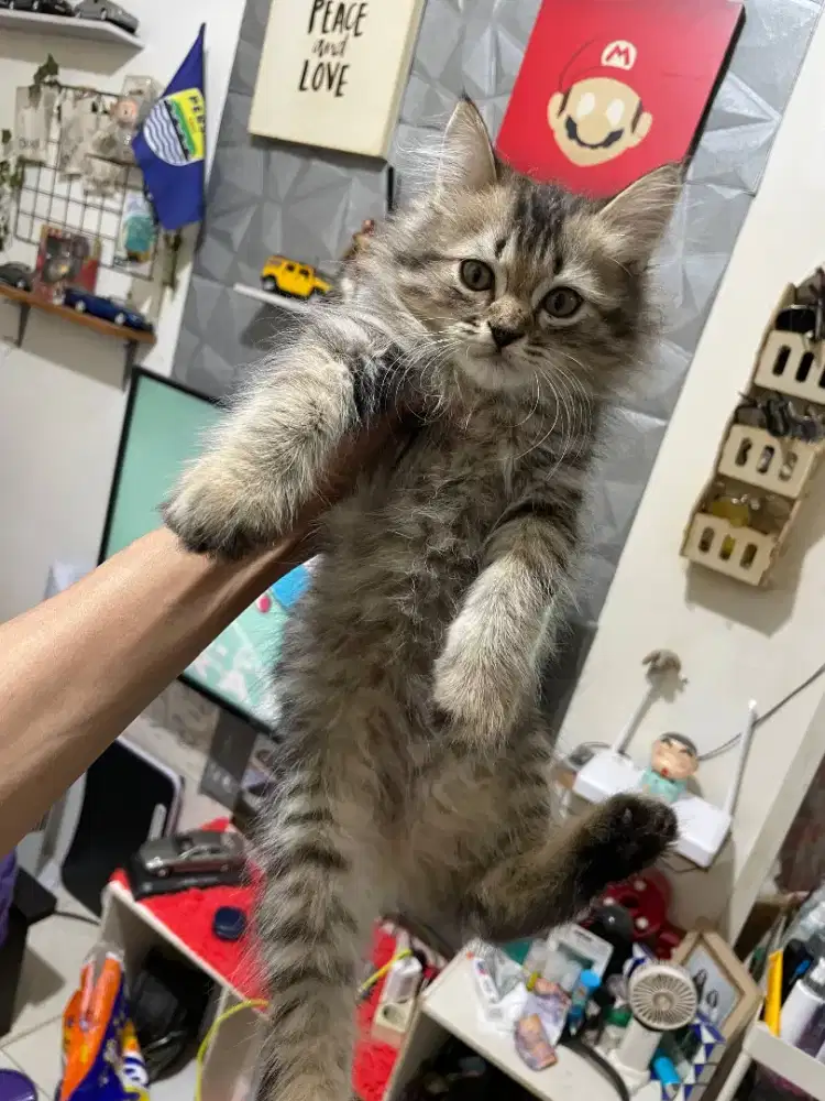 Kitten jantan umur 2.5 bulan lucu gemes