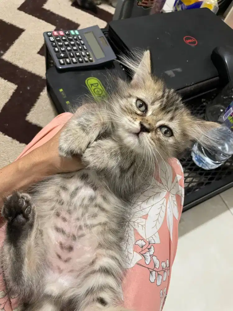 KUCING PERSIA MEDIUM 2.5 BULAN JANTAN SEHAT