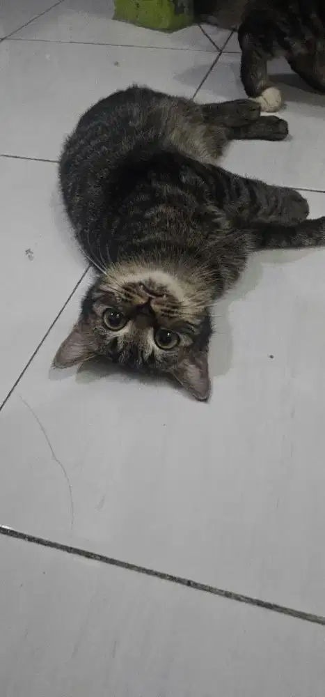 Kucing lucu manja
