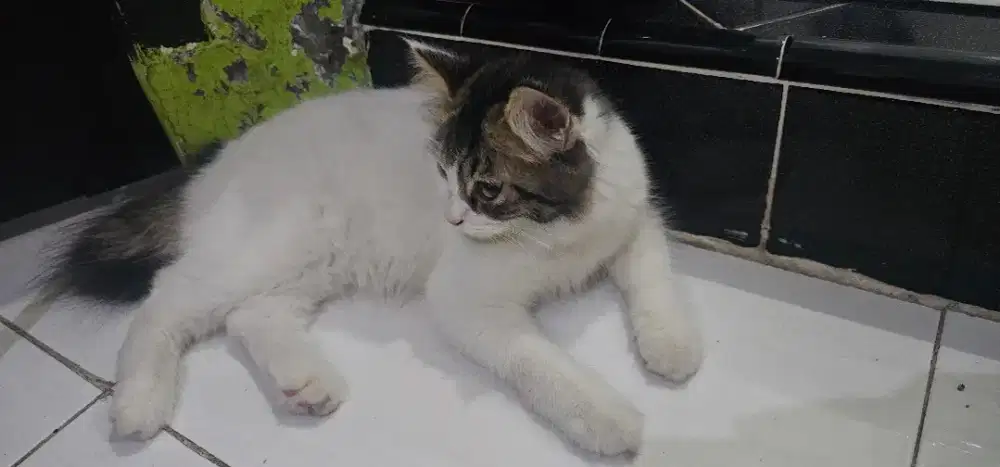 Open adopt kucing lucu