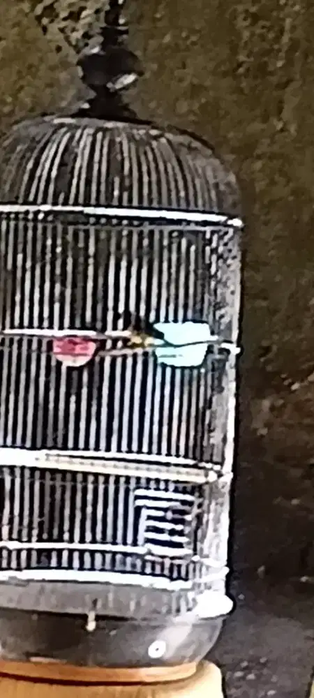 Burung kecil bersuara