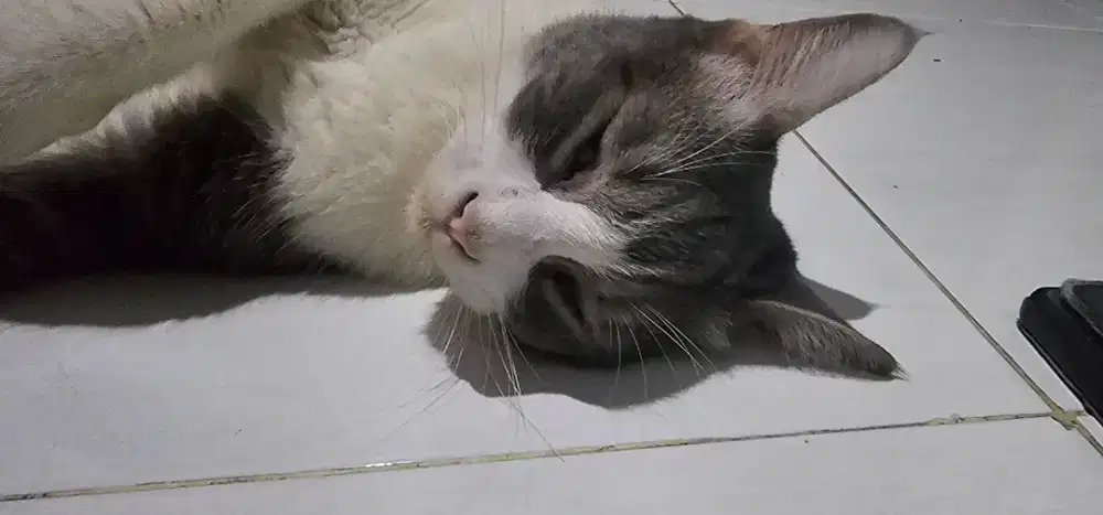 Open adopt kucing