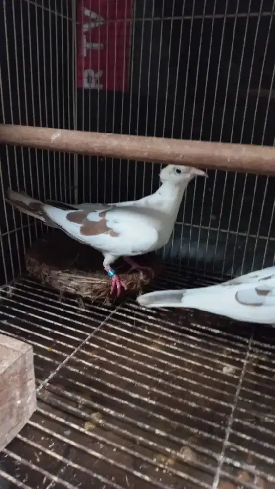 Burung puter blorok jambul indukan sepsang