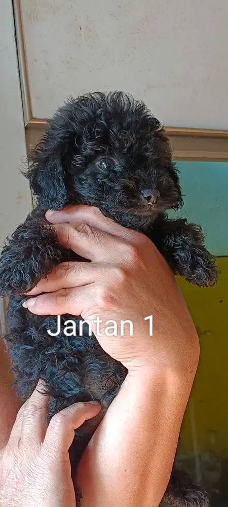 Mini poodle teacup size