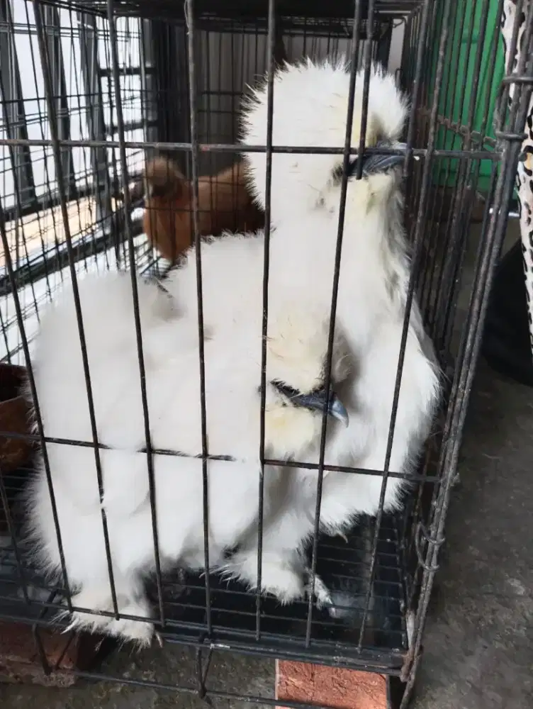 Dijual ayam silky 4 ekor