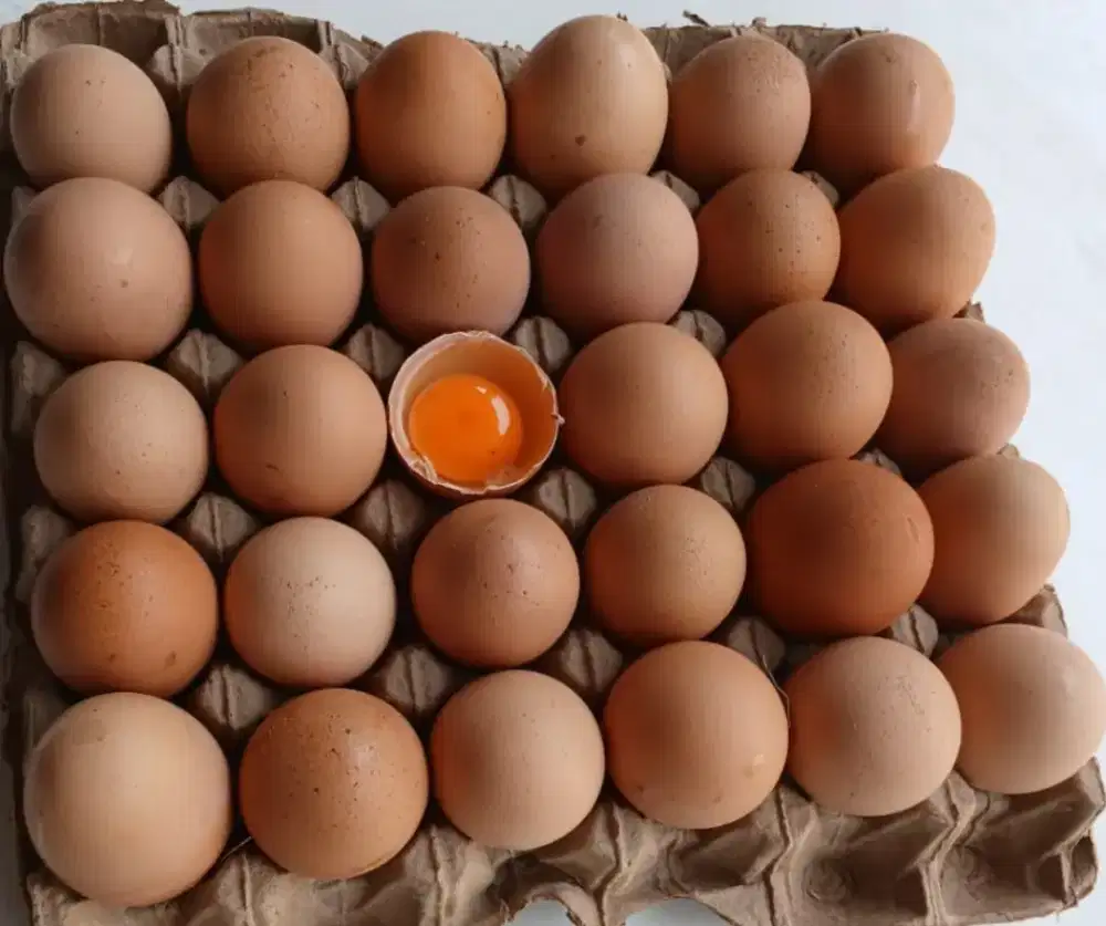 Telur Omega praktis