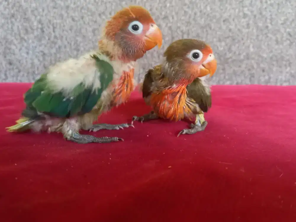 LOVEBIRD LOLOHAN