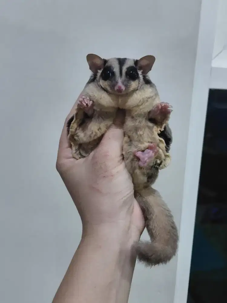Sepasang sugar glider classic grey obes
