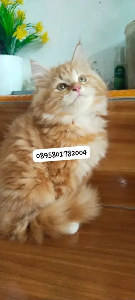 kitten Maincoon /kucing maincoon  jantan/ kucing maincoon jantan