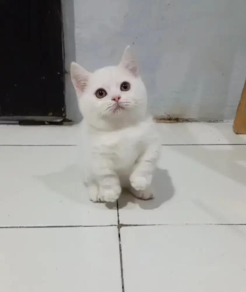 Munchkin bsh white