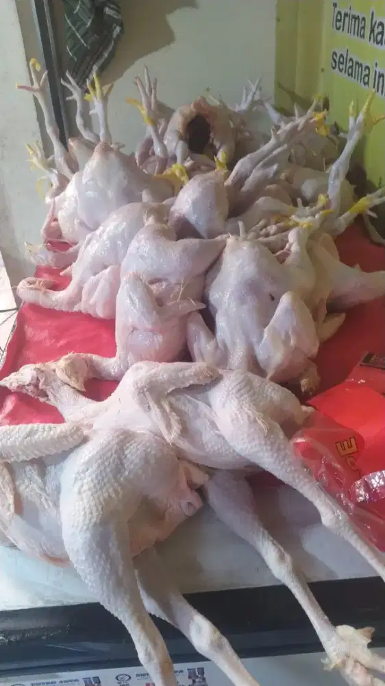 Ayam potong halal
