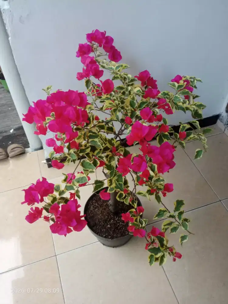 Bunga Bugenvil Red kusuma daun varigata , Rimbun , Subur dll