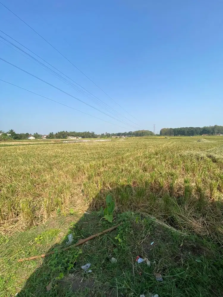 Dijual sawah datar mantap dekat ke jalan daerah cianjur