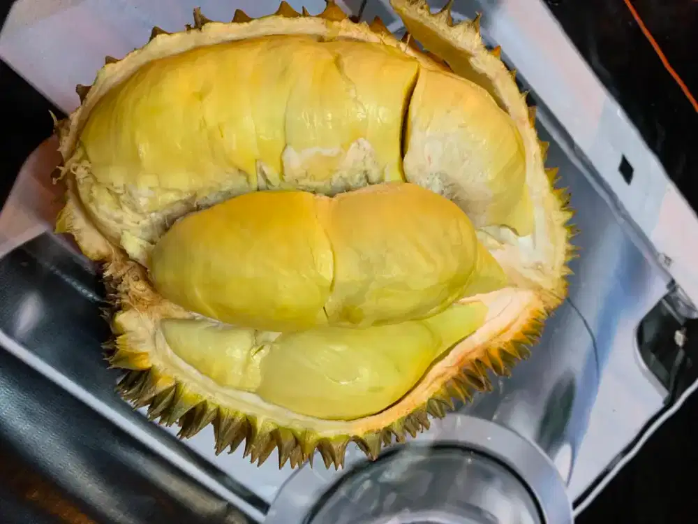 Durian Montong cane premium
