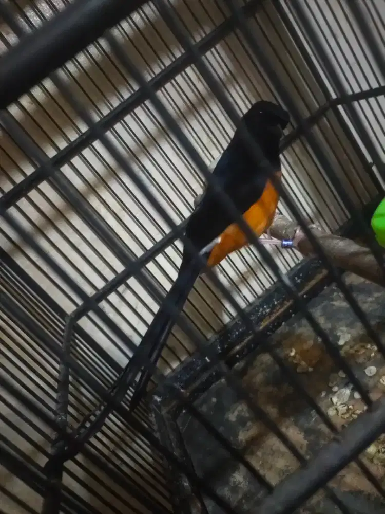 Burung murai bunyi