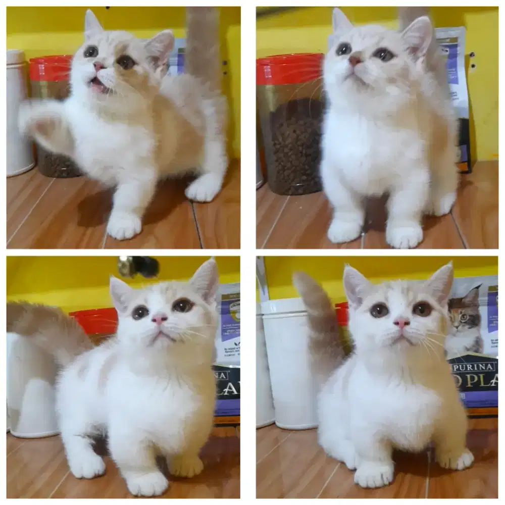 Kitten
BSH munchkin