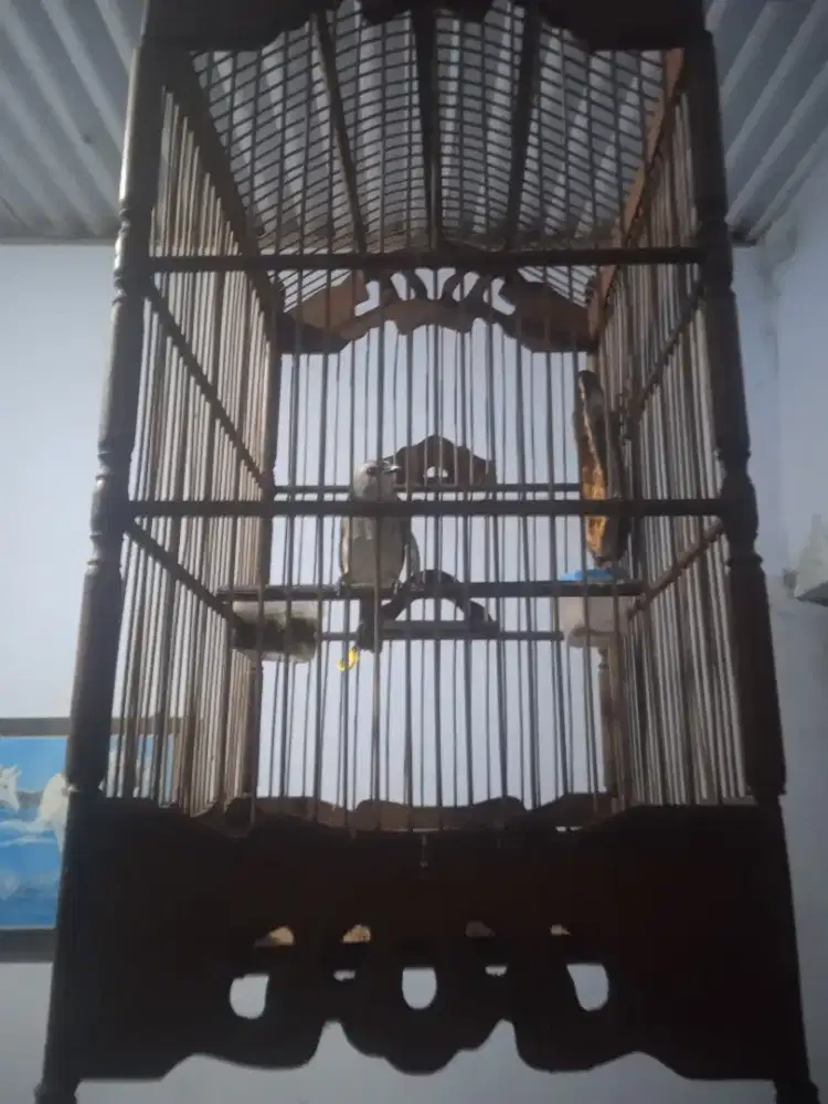 Trucukan jantan jinak