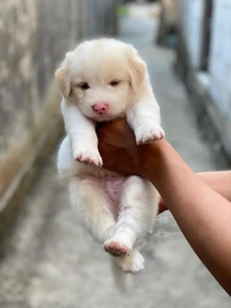 Samoyed mix labrador