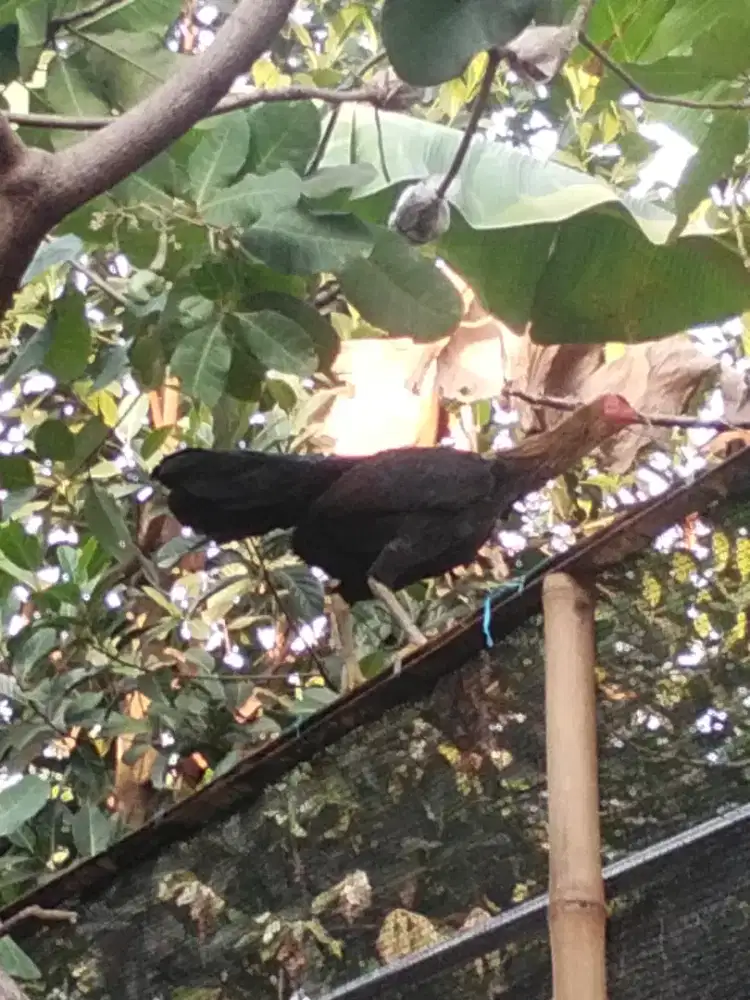 2 ekor Ayam Betina Kampung