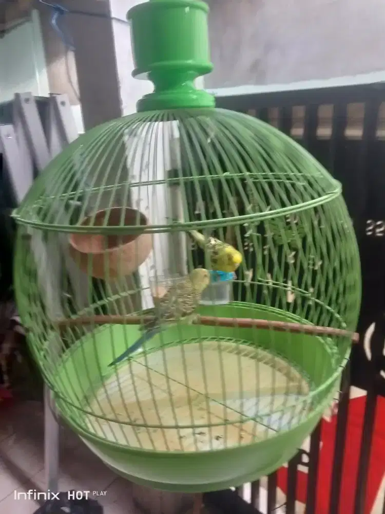 burung parkit sepasang fullset