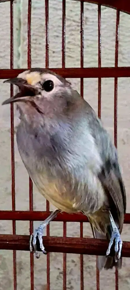 BURUNG CAK JEMPOL JINAK GACOR NGOCEH