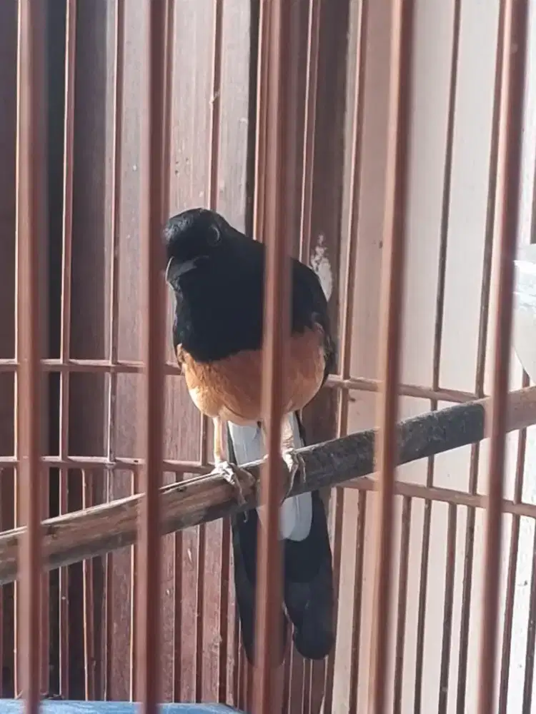 Murai hutan bulu baru gacor deker