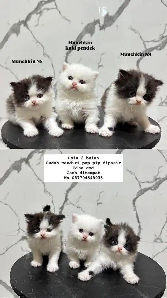 Kucing munchkin kaki pendek