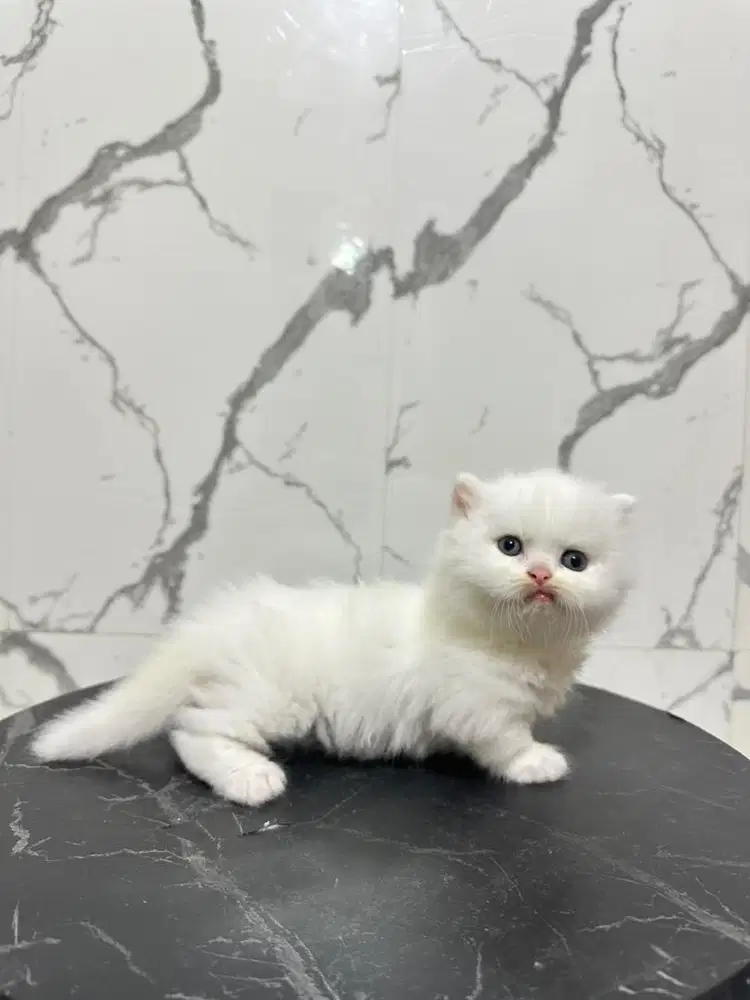 Kucing munchkin