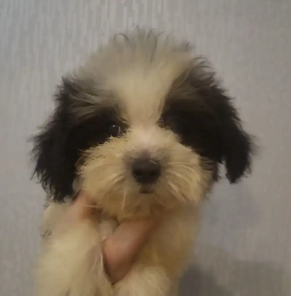 Teacup Poodle parti color panda