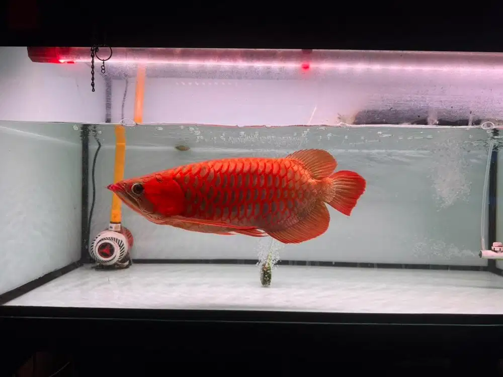 Arwana/Arowana SB Merah Merona