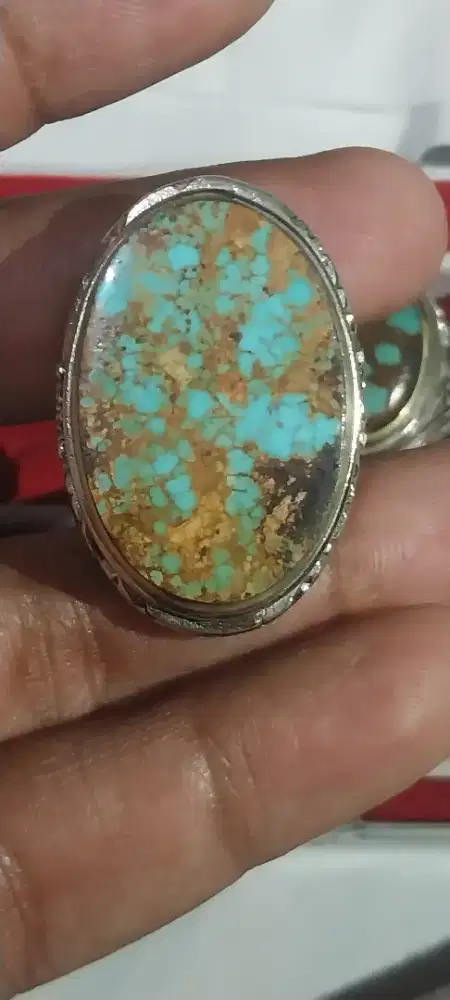 Pirus persia jumbo