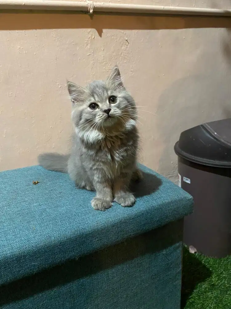 Kucing kitten BSH mix