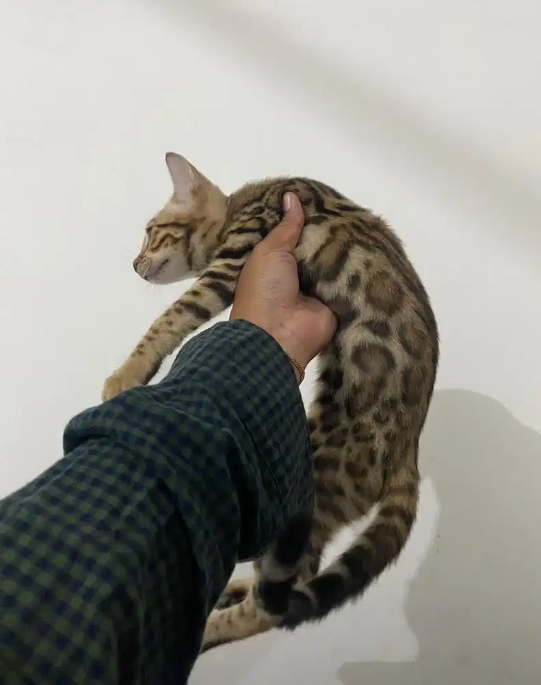 kucing kitten jantan dan betina