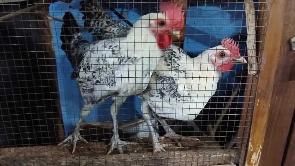 Ayam arab yang hobby