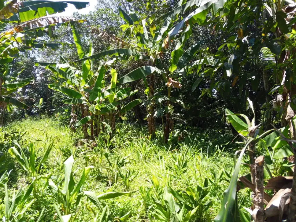 Jual tanah murah darat 650 meter