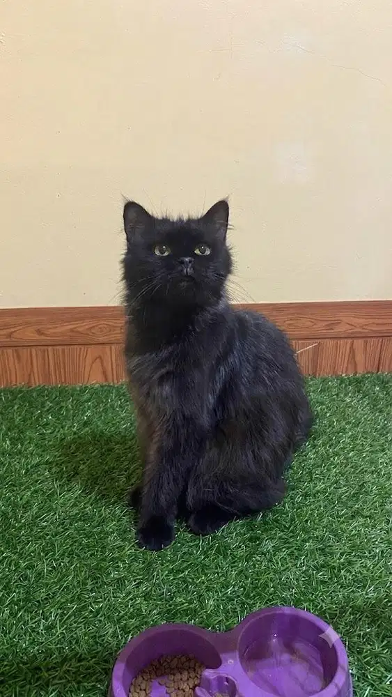 Persia mix mainecoon
