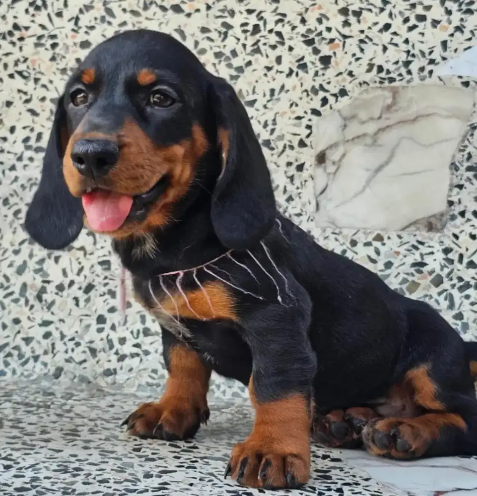 DIJUAL ANJING TEKEL