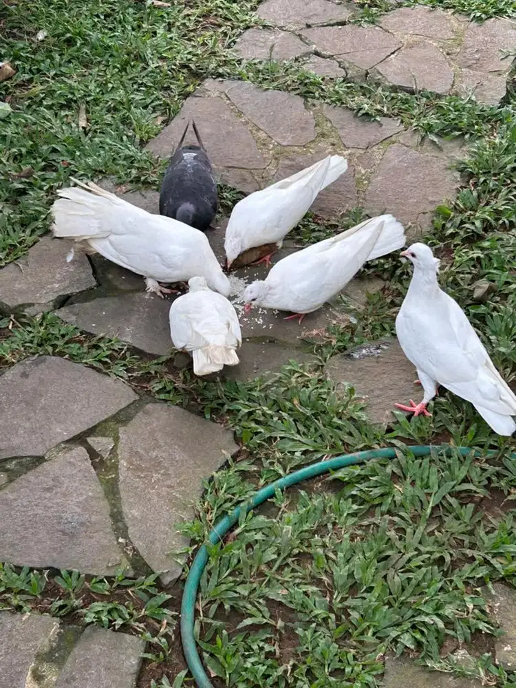 MERPATI PUTIH/KIPAS
