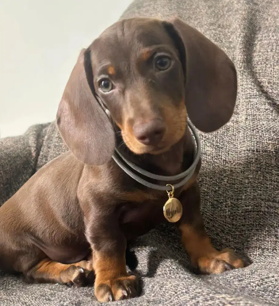 DIJUAL ANJING TEKEL