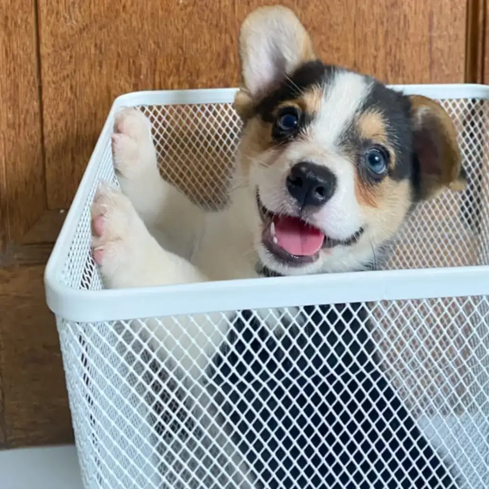 DIJUAL ANJING PEMBROKE WELSH CORGI