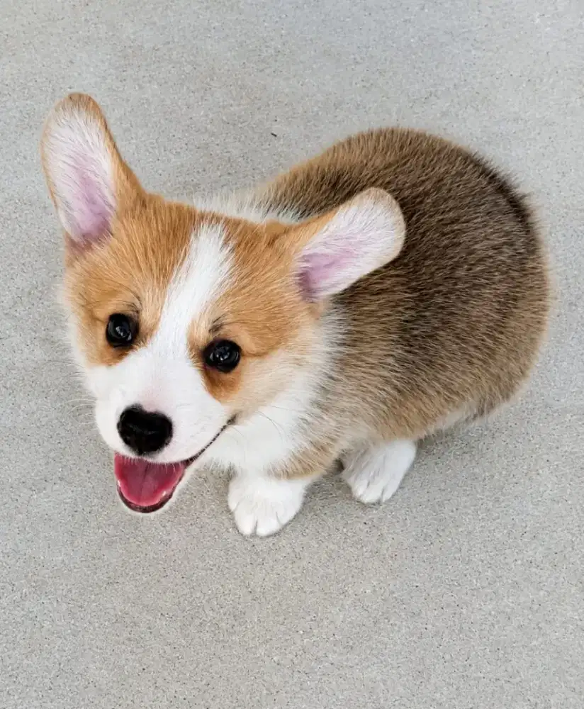 DIJUAL ANJING PEMBROKE WELSH CORGI