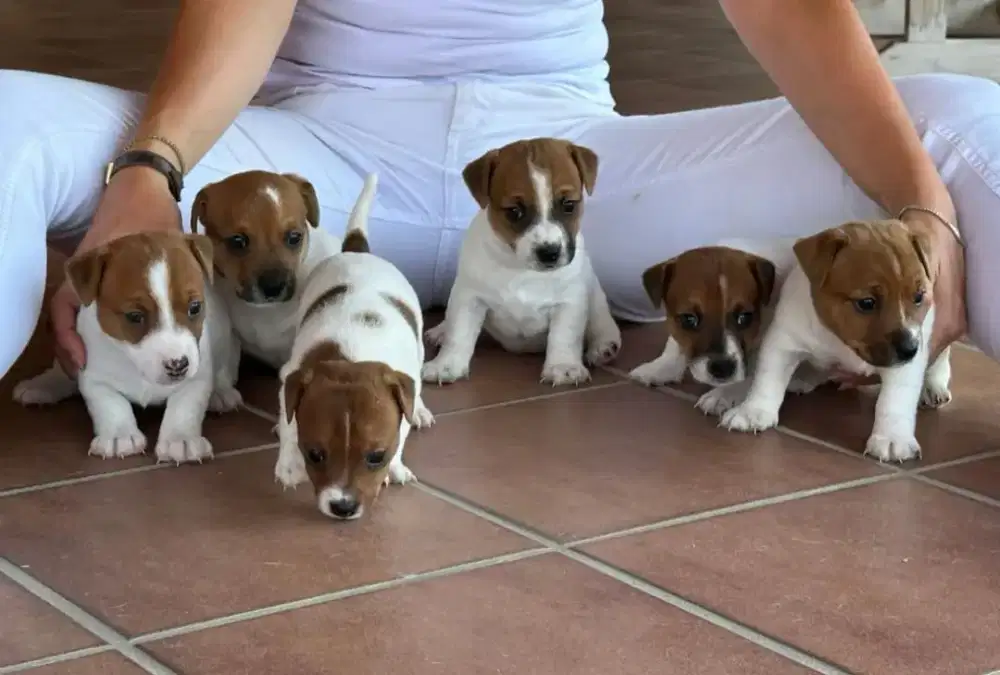 DIJUAL ANJING JACK RUSSEL TERRIER