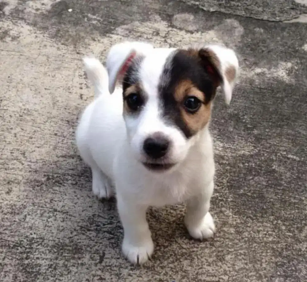 DIJUAL ANJING JACK RUSSEL TERRIER