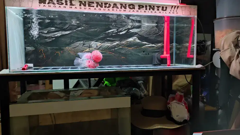 Aquarium 100x35x40 fulset tinggal colok dan rak dan isinya