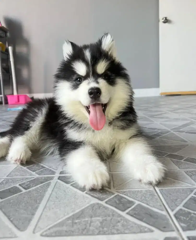 DIJUAL ANJING SIBERIAN HUSKY