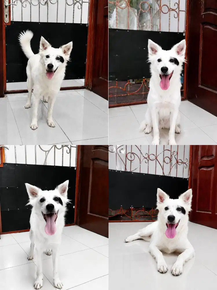 JUAL HUSKY MIX KINTAMANI