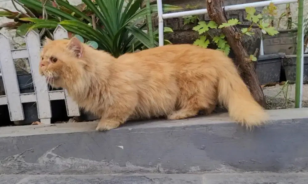 (TIDAK BISA KIRIM) KUCING MUNCHKIN JANTAN