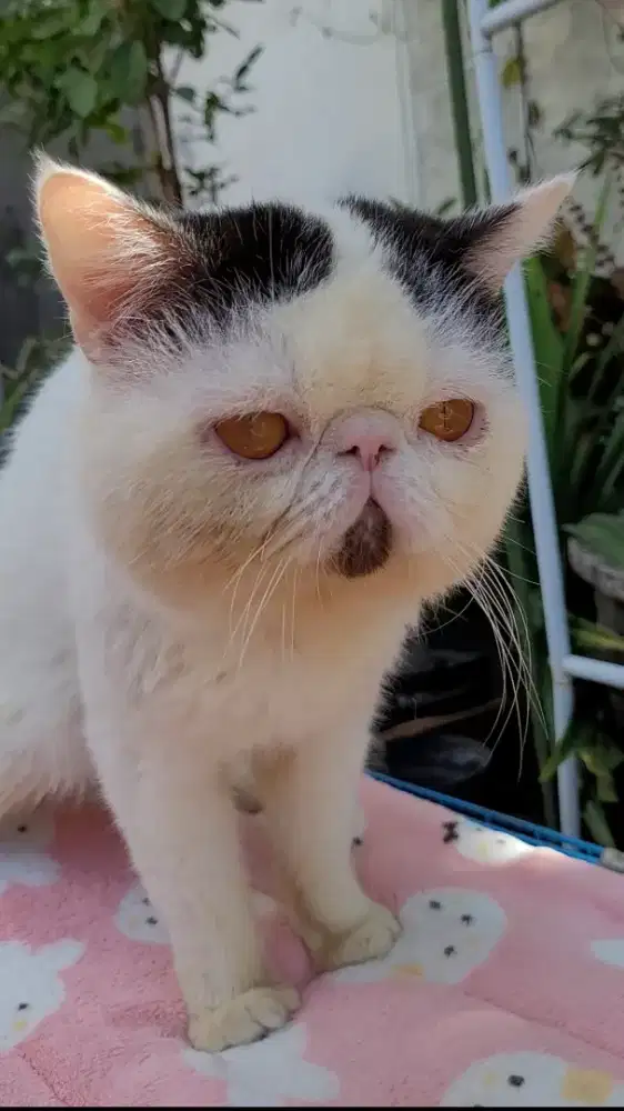 (TIDAK BISA KIRIM) KUCING EXO JANTAN