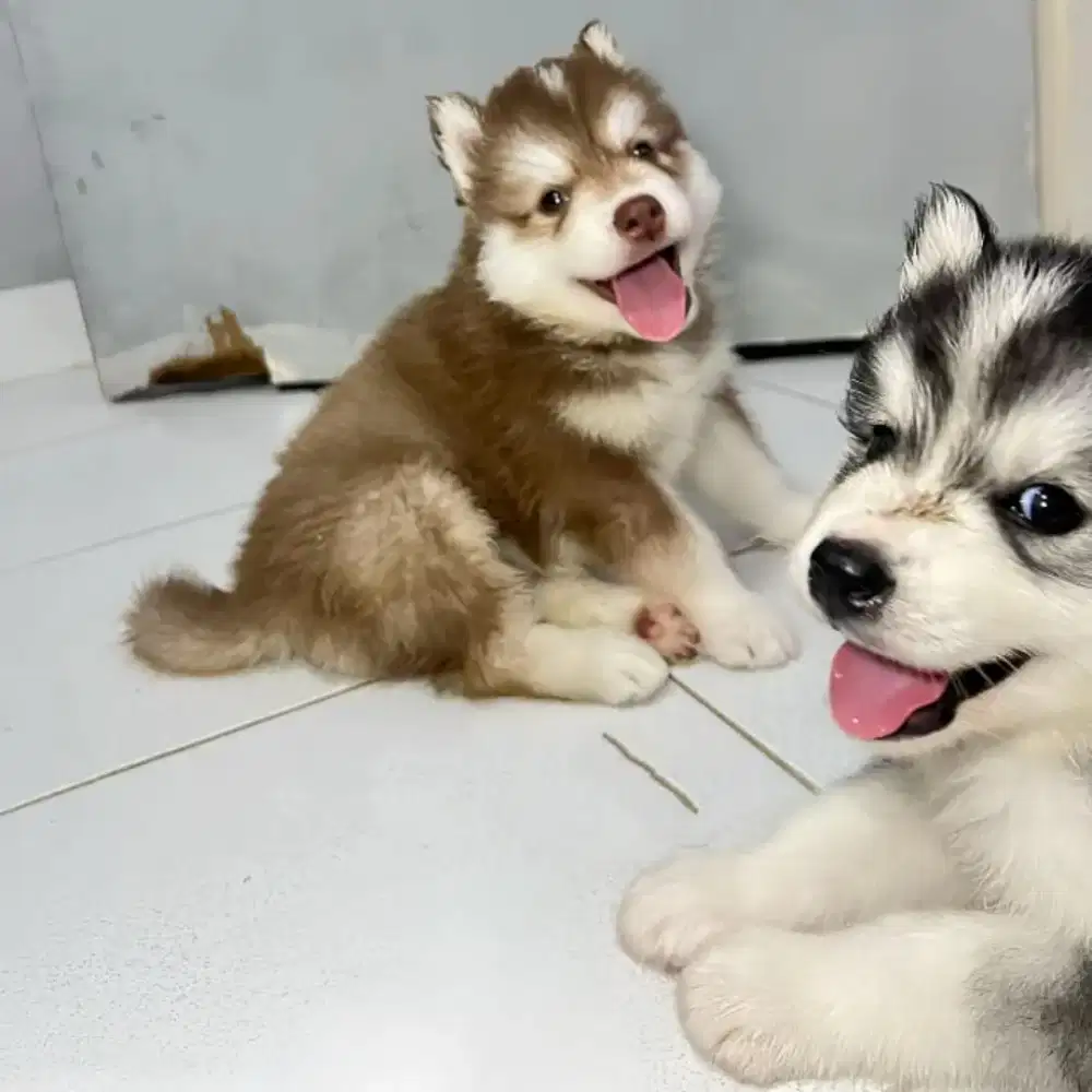 DIJUAL ANJING SIBERIAN HUSKY